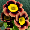 Abriachan Nurseries - Auricula Tummel